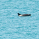A critically endangered vaquita porpoise.